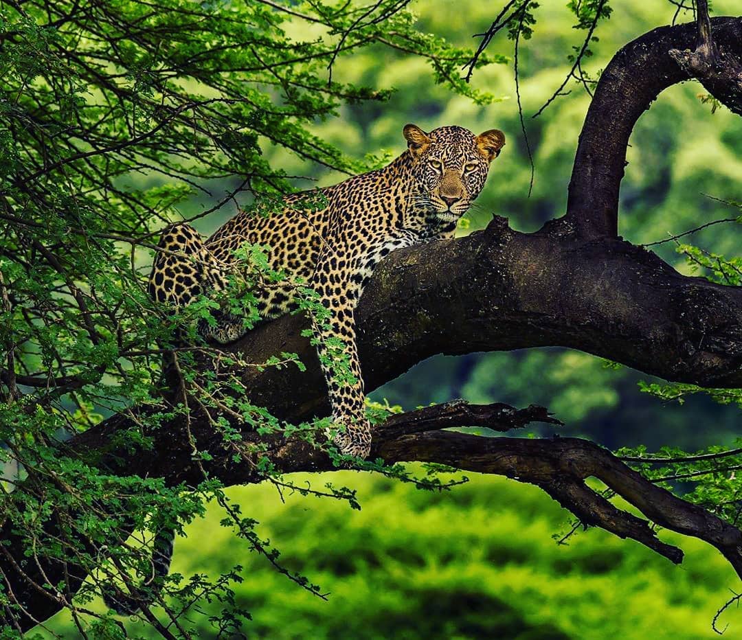 a leopard resting on a tree in ngorongoro