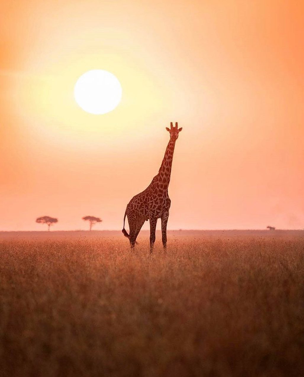 a giraffe in tanzania national park