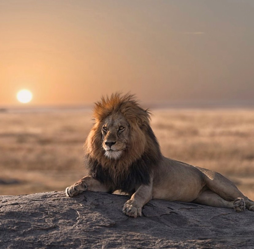a lion lying down in the planes of tarangire