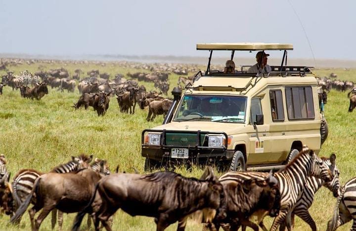 tourists driving through Ngorongoro surrounded with wildebeest migration