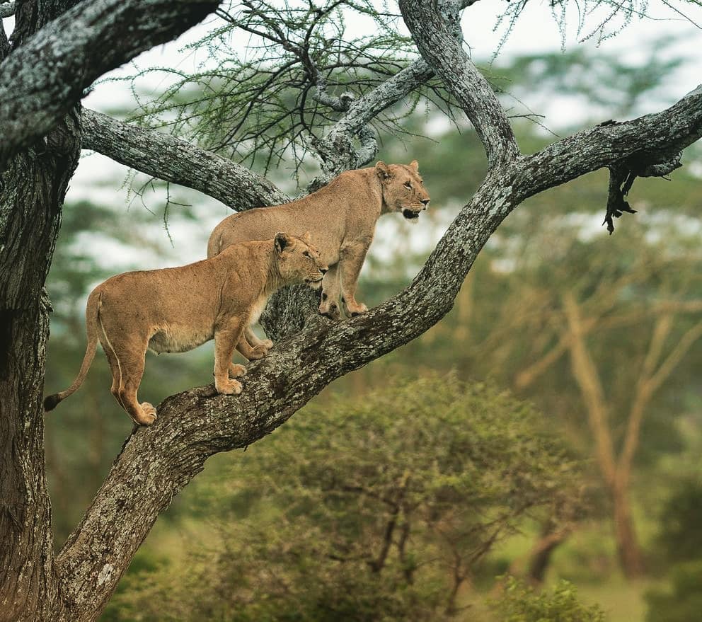 Manyara climbing lions resting on a tree