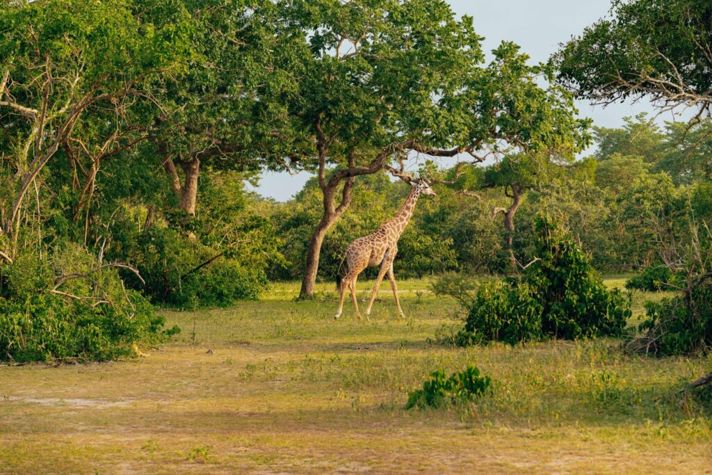 a giraffe during Kilimanjaro day hike