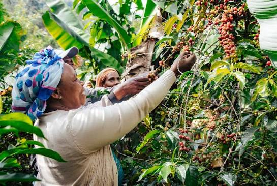 Coffee experience in Materuni Waterfalls