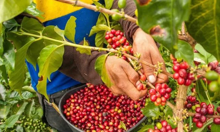 Materuni coffee plantation
