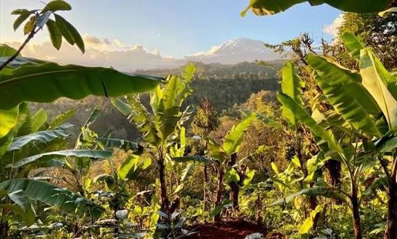 Materuni banana plantation
